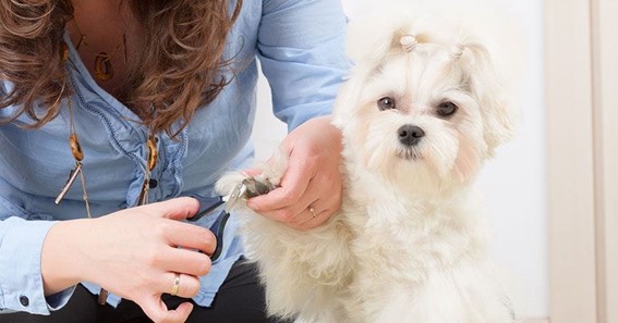 How to Cut Your Canine’s Nails