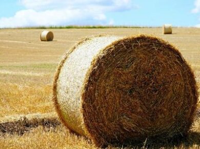 What Is The Difference Between Hay And Straw