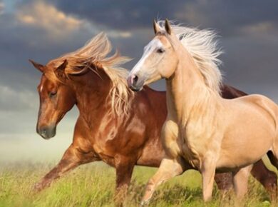 Cheapest Breeds Of Horse