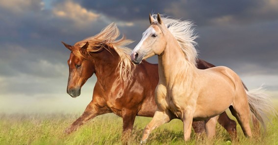 Cheapest Breeds Of Horse