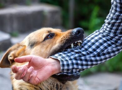 How dangerous can dog bite injuries be?