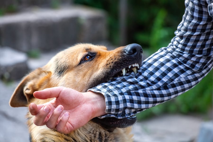 How dangerous can dog bite injuries be?