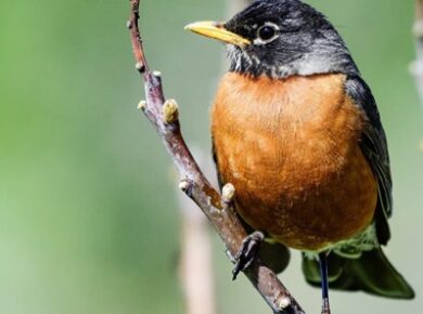 What Is Connecticut State Bird
