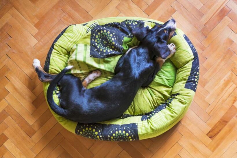 The Complete Guide to Choosing the Best Dog Bed