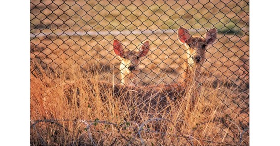 Defend Your Landscapes: Why You Need a Deer Fence